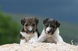 FOX TERRIER 699